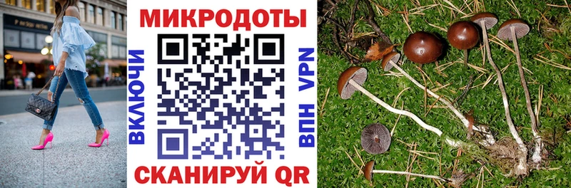 Псилоцибиновые грибы Psilocybe где купить наркоту Заполярный